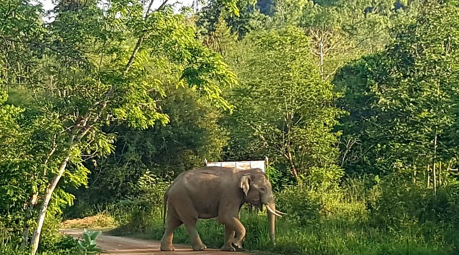 A wild Asian elephant crosses a dirt road inside Kui Buri National Park