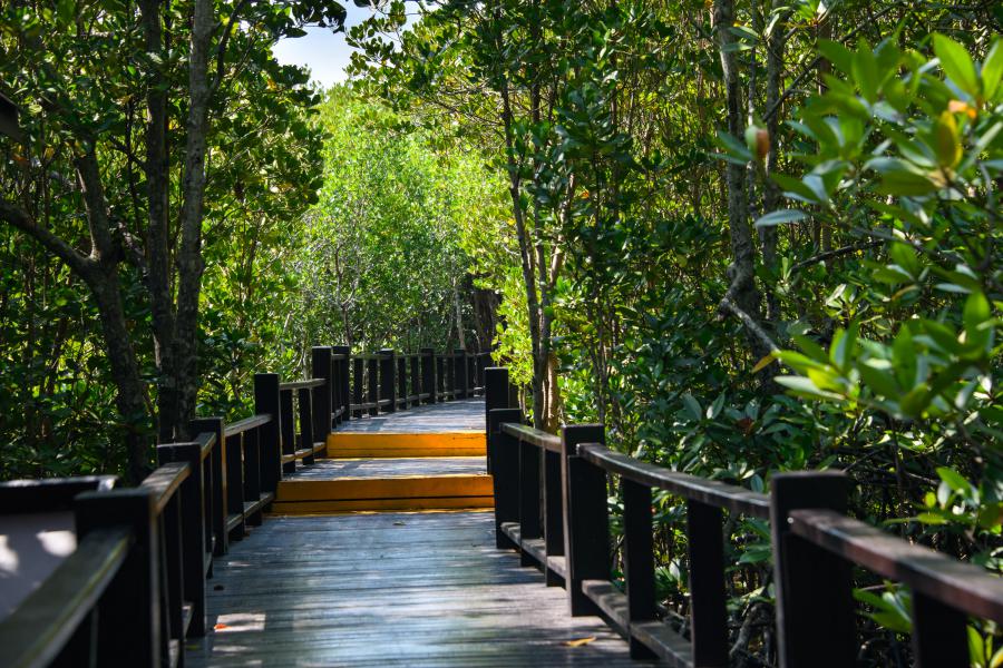 Wooden boardwalk running through dense mangrove forest at Pran Buri Forest Park